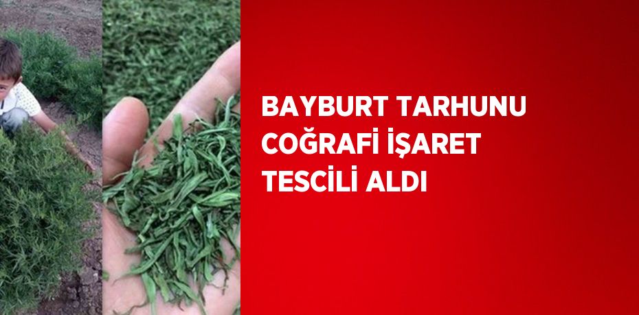 BAYBURT TARHUNU COĞRAFİ İŞARET TESCİLİ ALDI