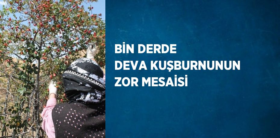 BİN DERDE DEVA KUŞBURNUNUN ZOR MESAİSİ