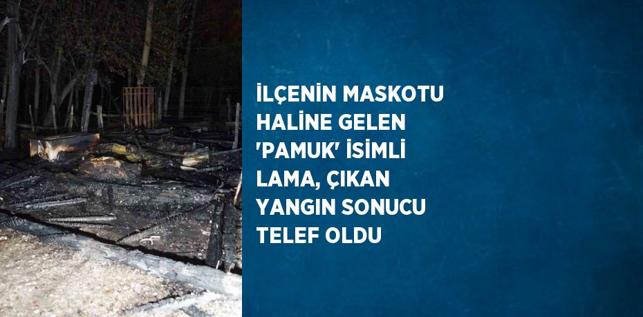 İLÇENİN MASKOTU HALİNE GELEN 'PAMUK' İSİMLİ LAMA, ÇIKAN YANGIN SONUCU TELEF OLDU