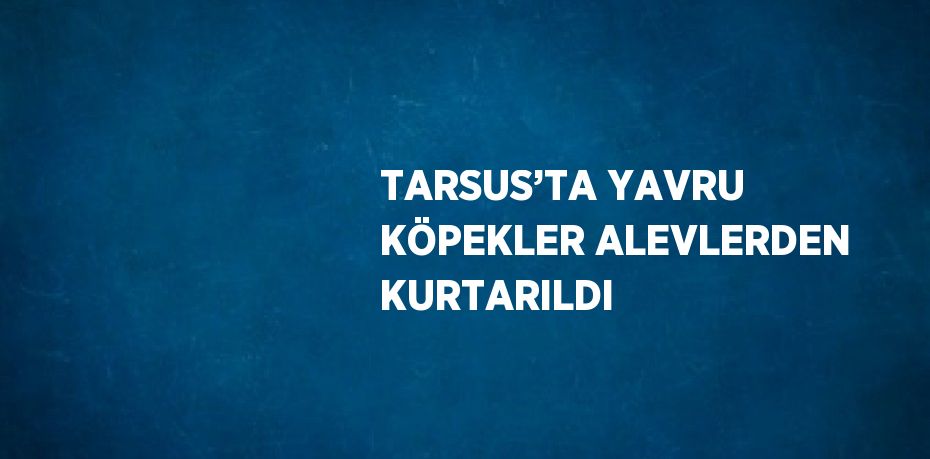 TARSUS’TA YAVRU KÖPEKLER ALEVLERDEN KURTARILDI