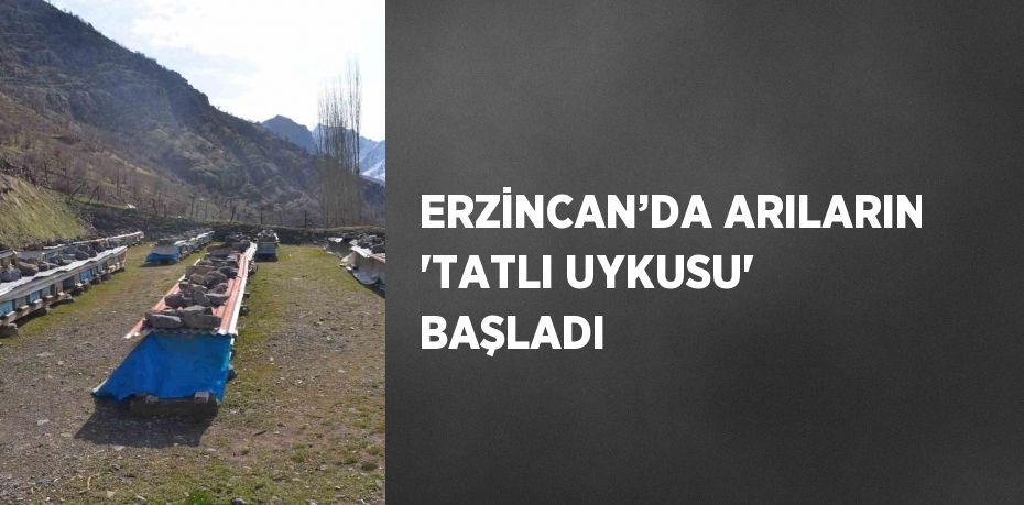 ERZİNCAN’DA ARILARIN 'TATLI UYKUSU' BAŞLADI