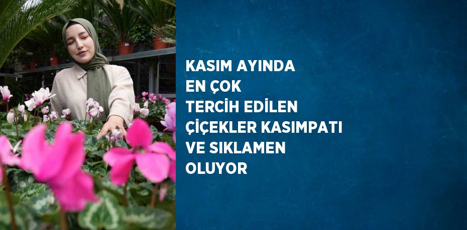 KASIM AYINDA EN ÇOK TERCİH EDİLEN ÇİÇEKLER KASIMPATI VE SIKLAMEN OLUYOR