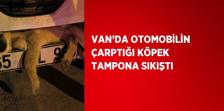 VAN’DA OTOMOBİLİN ÇARPTIĞI KÖPEK TAMPONA SIKIŞTI