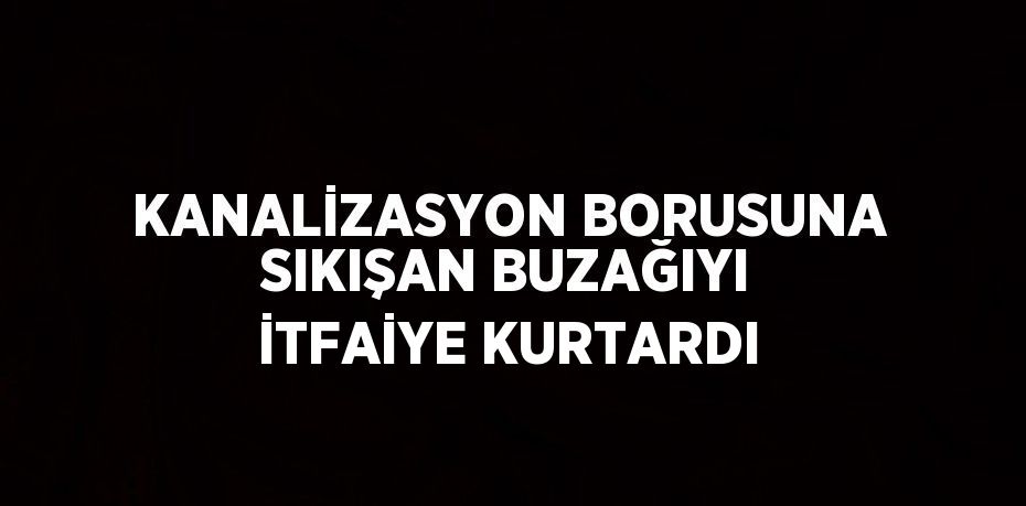 KANALİZASYON BORUSUNA SIKIŞAN BUZAĞIYI İTFAİYE KURTARDI