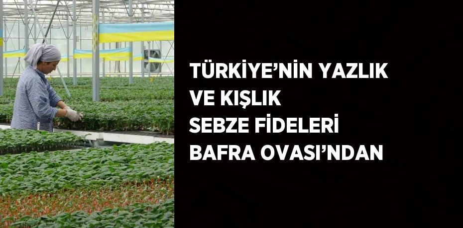 TÜRKİYE’NİN YAZLIK VE KIŞLIK SEBZE FİDELERİ BAFRA OVASI’NDAN