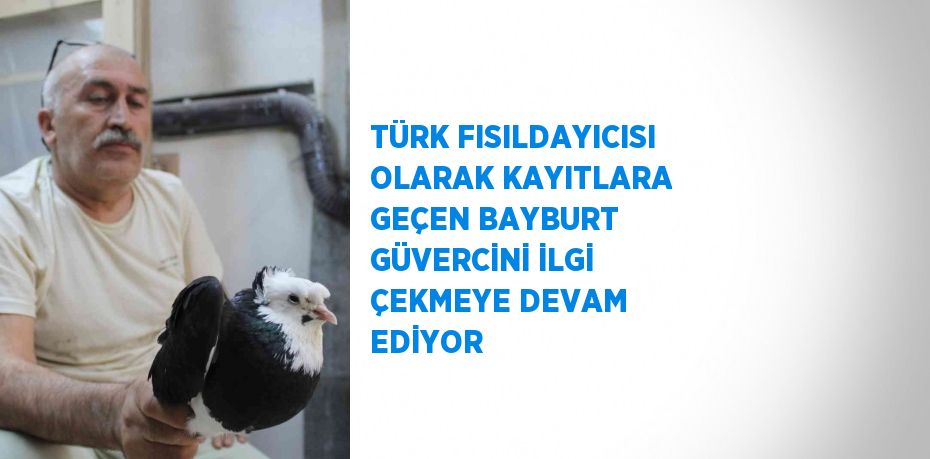 TÜRK FISILDAYICISI OLARAK KAYITLARA GEÇEN BAYBURT GÜVERCİNİ İLGİ ÇEKMEYE DEVAM EDİYOR