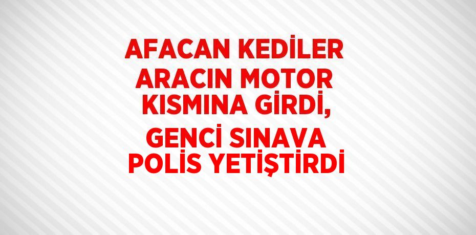 AFACAN KEDİLER ARACIN MOTOR KISMINA GİRDİ, GENCİ SINAVA POLİS YETİŞTİRDİ