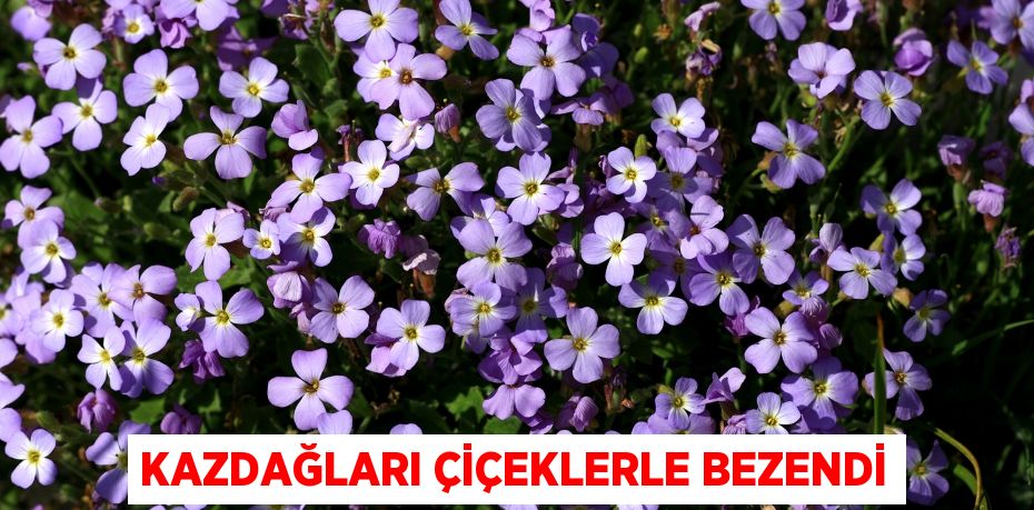 KAZDAĞLARI ÇİÇEKLERLE BEZENDİ