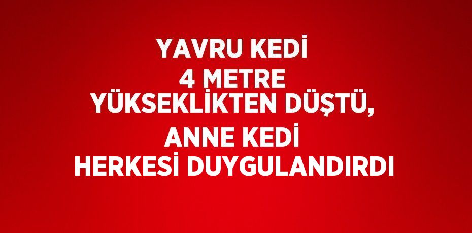 YAVRU KEDİ 4 METRE YÜKSEKLİKTEN DÜŞTÜ, ANNE KEDİ HERKESİ DUYGULANDIRDI