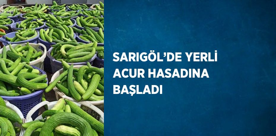 SARIGÖL’DE YERLİ ACUR HASADINA BAŞLADI