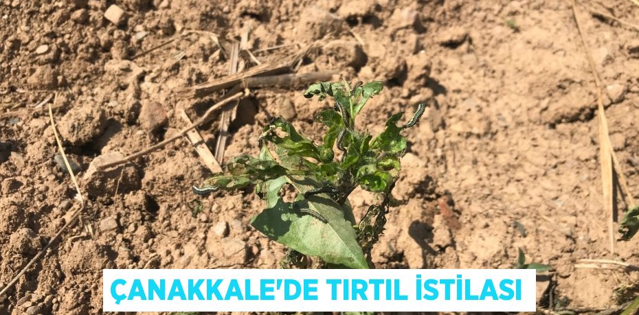 Çanakkale'de tırtıl istilası