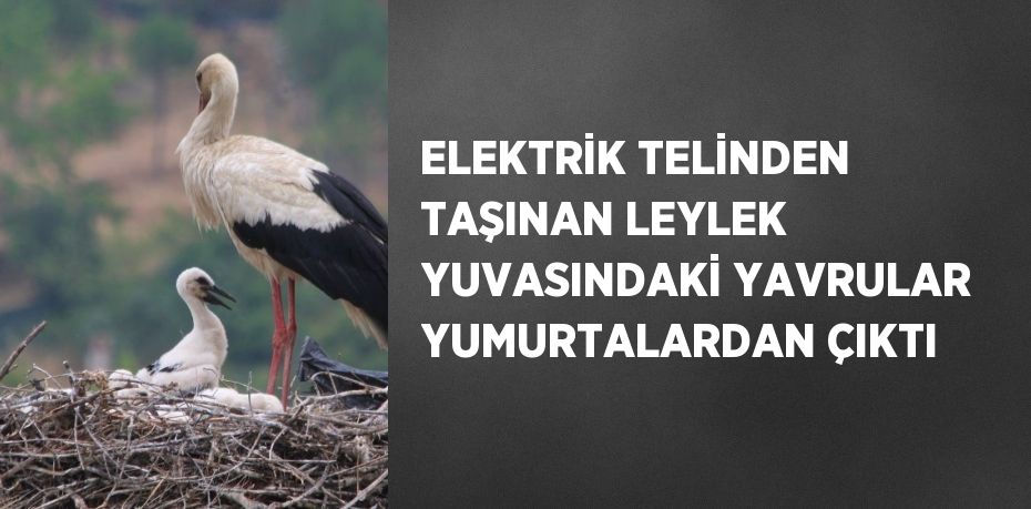 ELEKTRİK TELİNDEN TAŞINAN LEYLEK YUVASINDAKİ YAVRULAR YUMURTALARDAN ÇIKTI