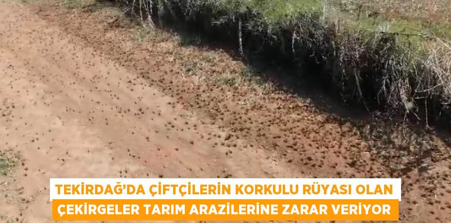 TEKİRDAĞ’DA ÇİFTÇİLERİN KORKULU RÜYASI OLAN ÇEKİRGELER TARIM ARAZİLERİNE ZARAR VERİYOR