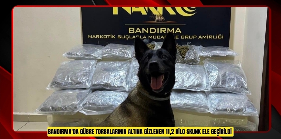Bandırma'da gübre torbalarının altına gizlenen 11,2 kilo skunk ele geçirildi  