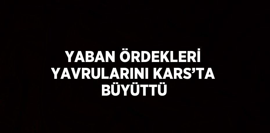 YABAN ÖRDEKLERİ YAVRULARINI KARS’TA BÜYÜTTÜ