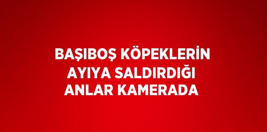 BAŞIBOŞ KÖPEKLERİN AYIYA SALDIRDIĞI ANLAR KAMERADA