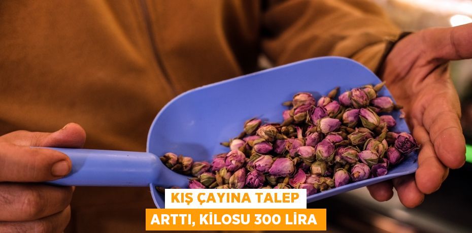 Kış çayına talep arttı, kilosu 300 lira