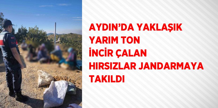 AYDIN’DA YAKLAŞIK YARIM TON İNCİR ÇALAN HIRSIZLAR JANDARMAYA TAKILDI