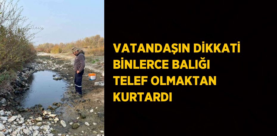 VATANDAŞIN DİKKATİ BİNLERCE BALIĞI TELEF OLMAKTAN KURTARDI