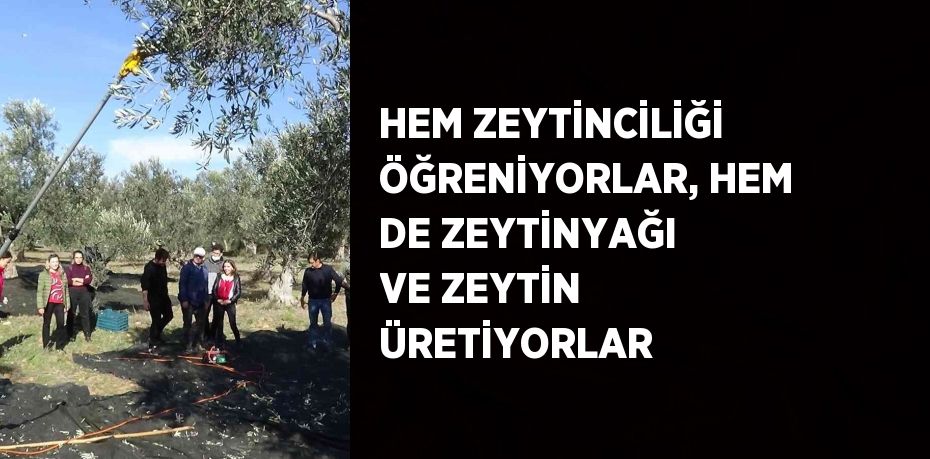 HEM ZEYTİNCİLİĞİ ÖĞRENİYORLAR, HEM DE ZEYTİNYAĞI VE ZEYTİN ÜRETİYORLAR