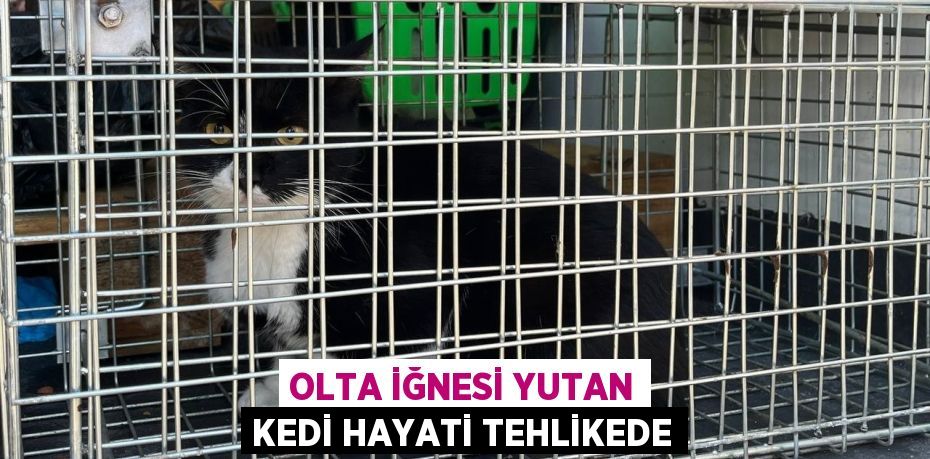 Olta iğnesi yutan kedi hayati tehlikede