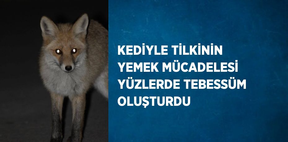 KEDİYLE TİLKİNİN YEMEK MÜCADELESİ YÜZLERDE TEBESSÜM OLUŞTURDU