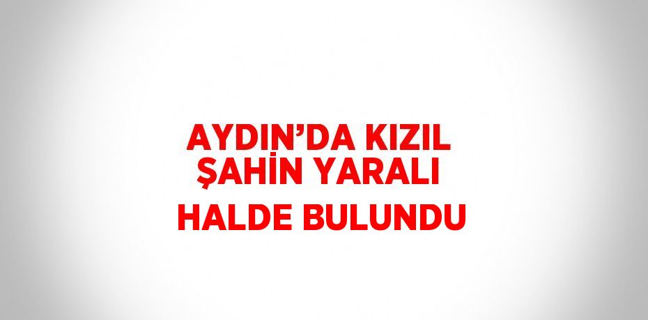 AYDIN’DA KIZIL ŞAHİN YARALI HALDE BULUNDU