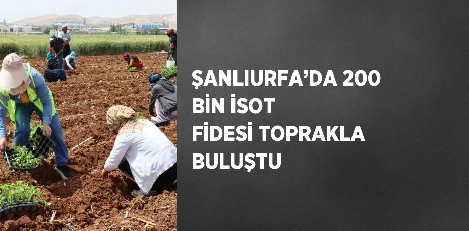 ŞANLIURFA’DA 200 BİN İSOT FİDESİ TOPRAKLA BULUŞTU