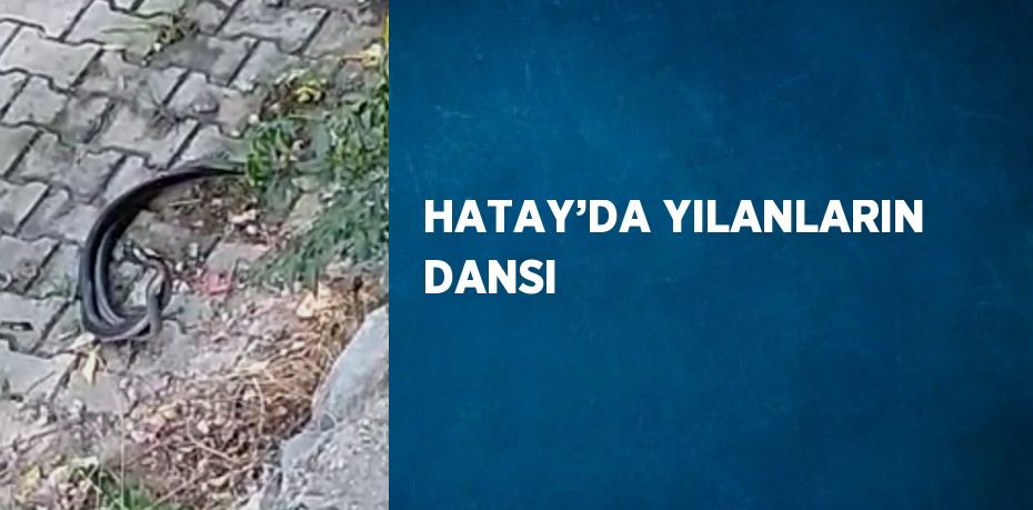 HATAY’DA YILANLARIN DANSI