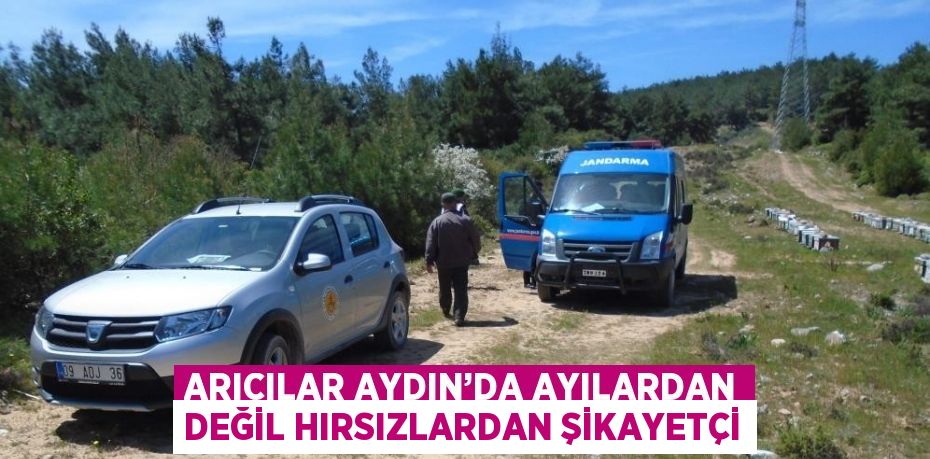 ARICILAR AYDIN’DA AYILARDAN DEĞİL HIRSIZLARDAN ŞİKAYETÇİ