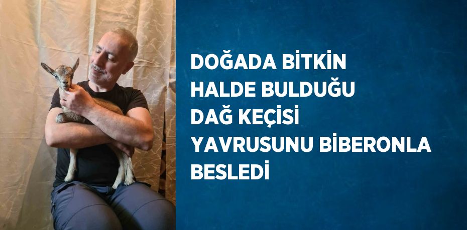 DOĞADA BİTKİN HALDE BULDUĞU DAĞ KEÇİSİ YAVRUSUNU BİBERONLA BESLEDİ