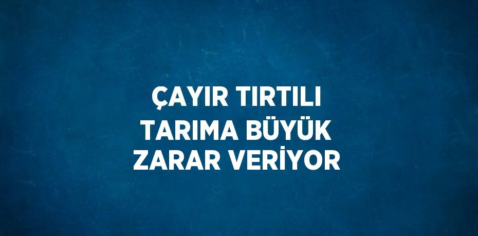 ÇAYIR TIRTILI TARIMA BÜYÜK ZARAR VERİYOR