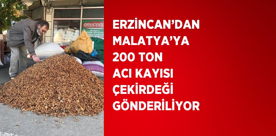 ERZİNCAN’DAN MALATYA’YA 200 TON ACI KAYISI ÇEKİRDEĞİ GÖNDERİLİYOR