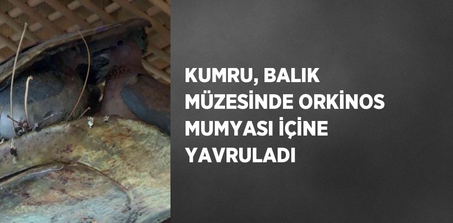 KUMRU, BALIK MÜZESİNDE ORKİNOS MUMYASI İÇİNE YAVRULADI