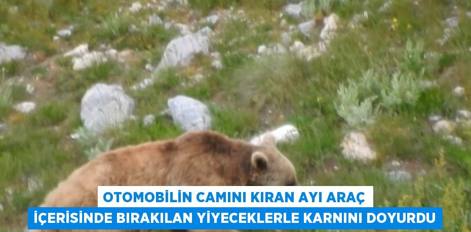 OTOMOBİLİN CAMINI KIRAN AYI ARAÇ İÇERİSİNDE BIRAKILAN YİYECEKLERLE KARNINI DOYURDU