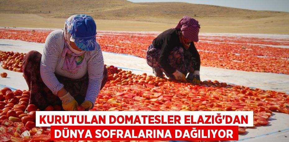 Kurutulan domatesler Elazığ'dan dünya sofralarına dağılıyor