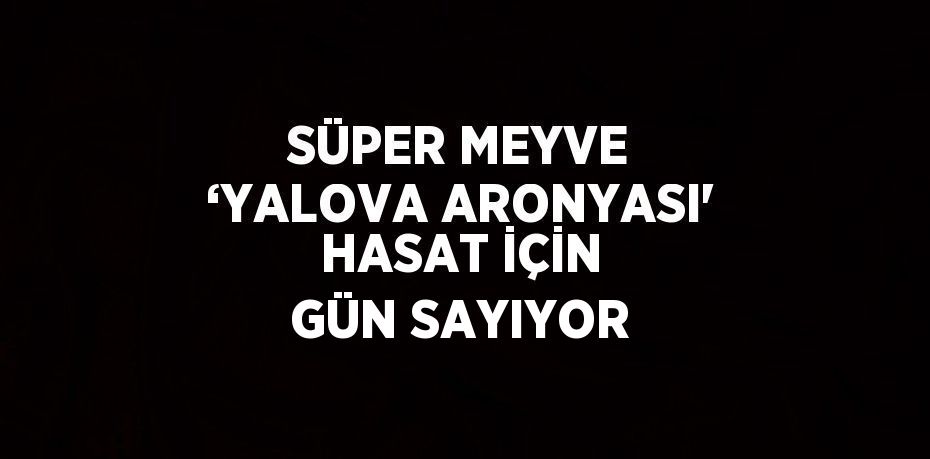 SÜPER MEYVE ‘YALOVA ARONYASI' HASAT İÇİN GÜN SAYIYOR