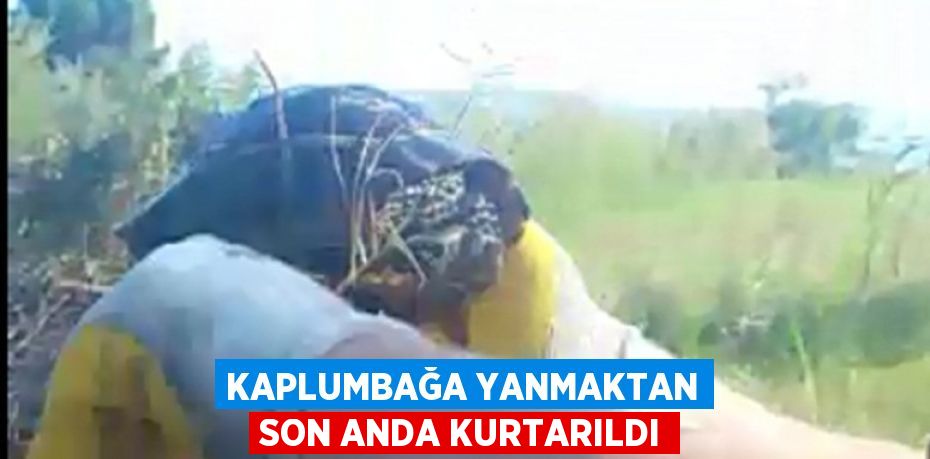 KAPLUMBAĞA YANMAKTAN SON ANDA KURTARILDI