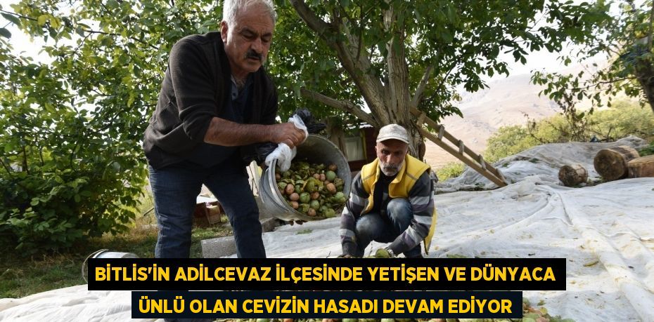 Bitlis’in Adilcevaz ilçesinde yetişen ve dünyaca ünlü olan cevizin hasadı devam ediyor