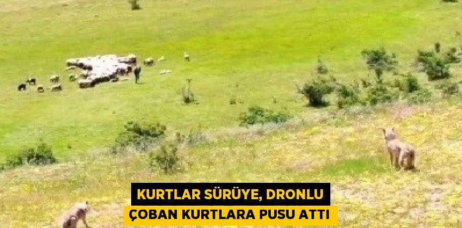 KURTLAR SÜRÜYE, DRONLU ÇOBAN KURTLARA PUSU ATTI