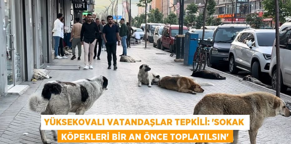 YÜKSEKOVALI VATANDAŞLAR TEPKİLİ: 'SOKAK KÖPEKLERİ BİR AN ÖNCE TOPLATILSIN'