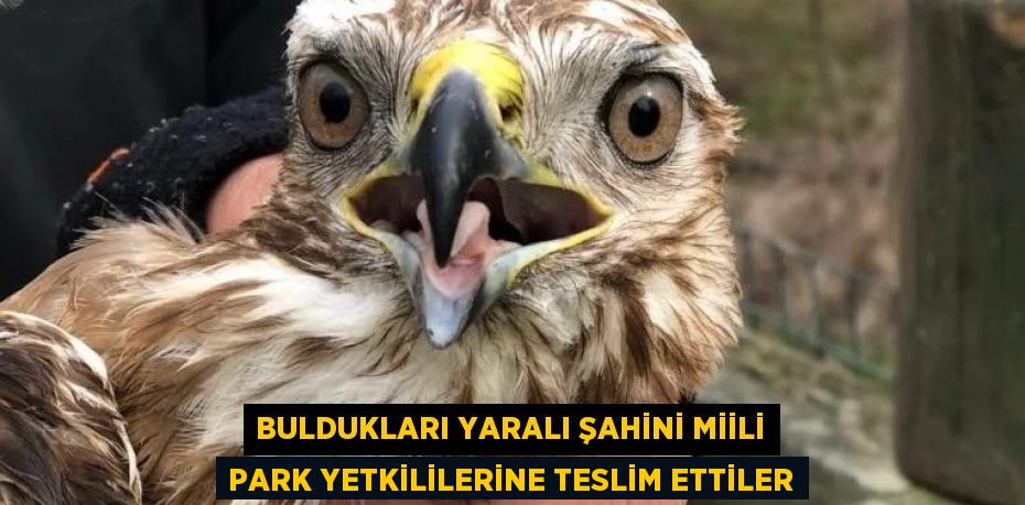 BULDUKLARI YARALI ŞAHİNİ MİİLİ PARK YETKİLİLERİNE TESLİM ETTİLER