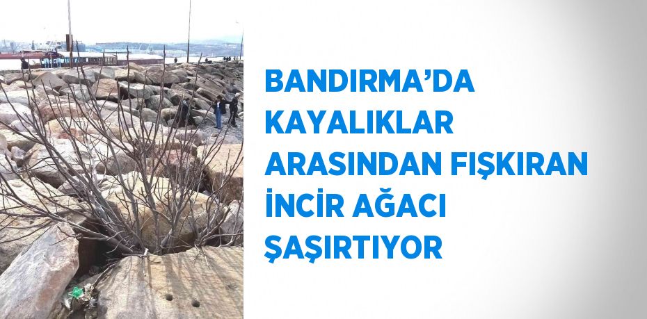 BANDIRMA’DA KAYALIKLAR ARASINDAN FIŞKIRAN İNCİR AĞACI ŞAŞIRTIYOR