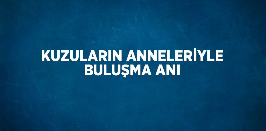 KUZULARIN ANNELERİYLE BULUŞMA ANI