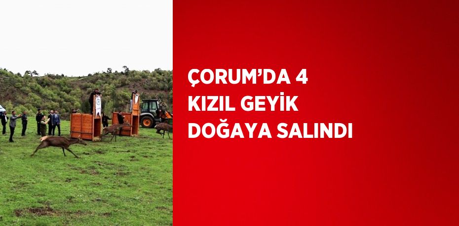 ÇORUM’DA 4 KIZIL GEYİK DOĞAYA SALINDI