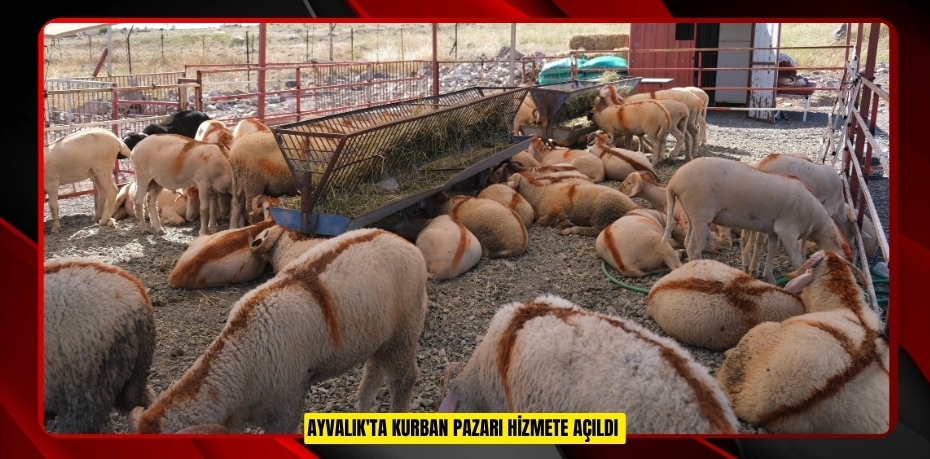 Ayvalık'ta kurban pazarı hizmete açıldı  