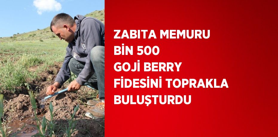 ZABITA MEMURU BİN 500 GOJİ BERRY FİDESİNİ TOPRAKLA BULUŞTURDU