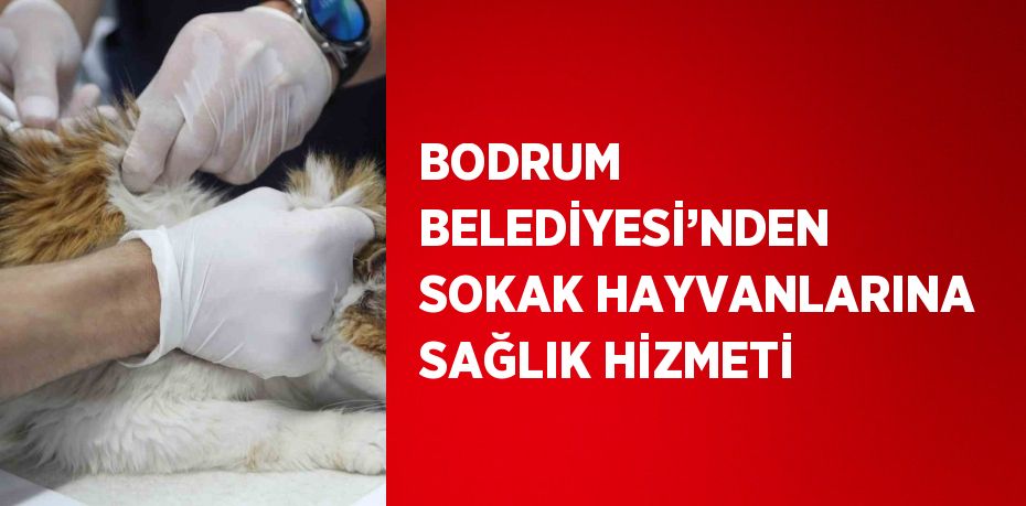 BODRUM BELEDİYESİ’NDEN SOKAK HAYVANLARINA SAĞLIK HİZMETİ