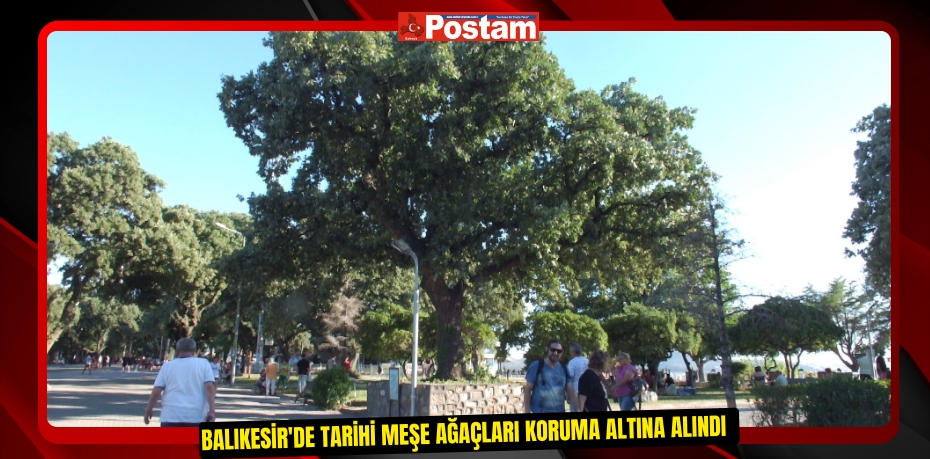 Balıkesir'de tarihi meşe ağaçları koruma altına alındı  