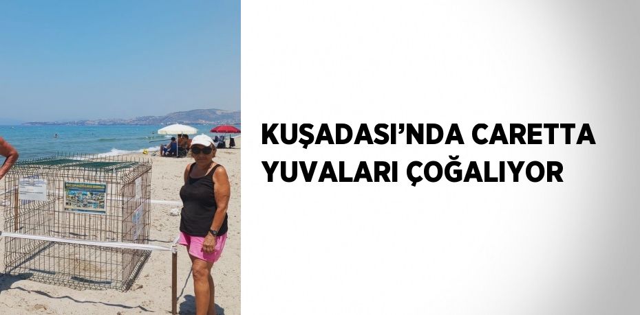 KUŞADASI’NDA CARETTA YUVALARI ÇOĞALIYOR